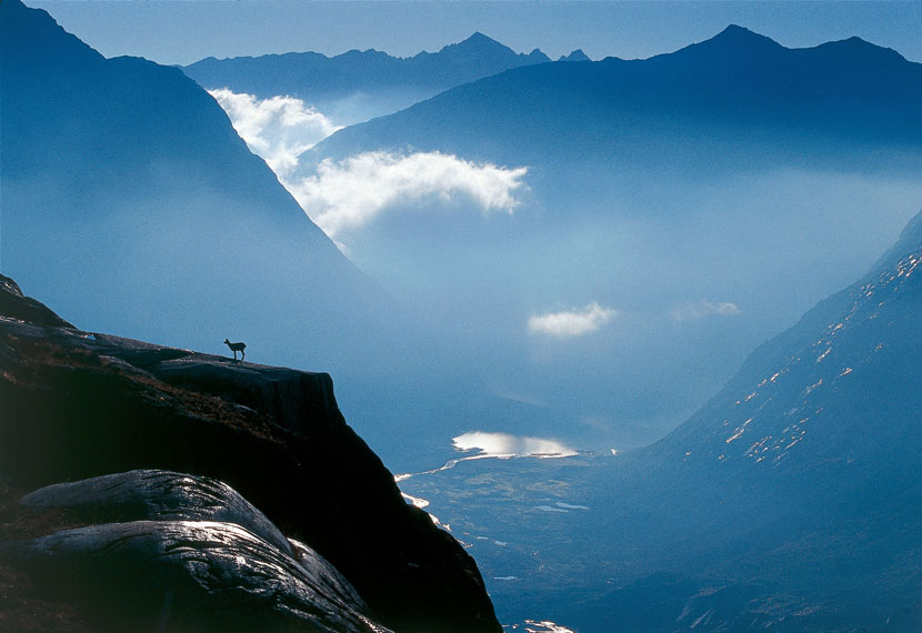 Chamois-in-Berner-Oberland