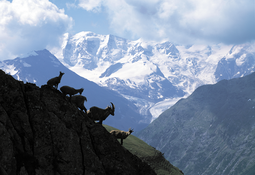 Ibex-above-Saas-Fee