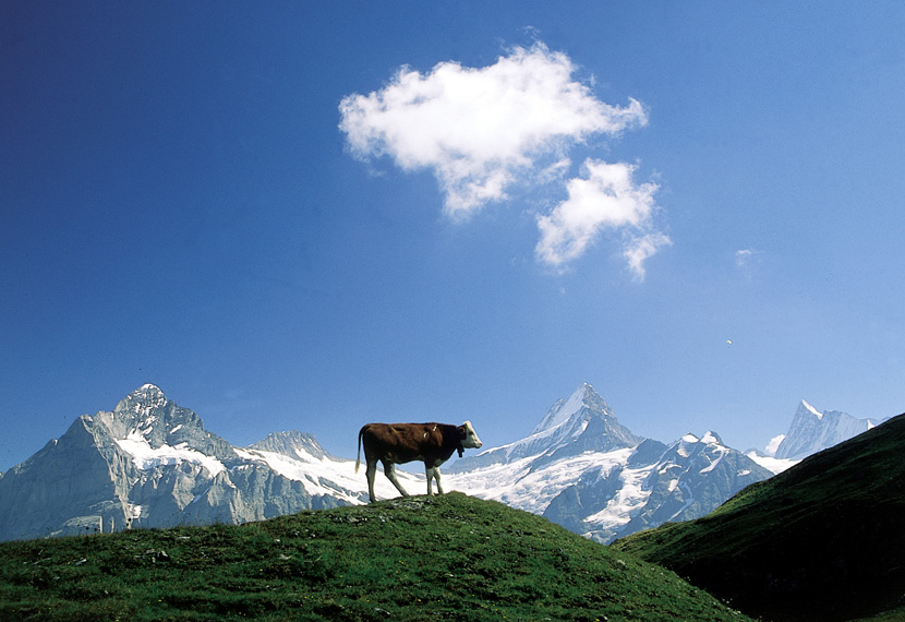 View-of-Wetternhorn-and-Schreckhorn-