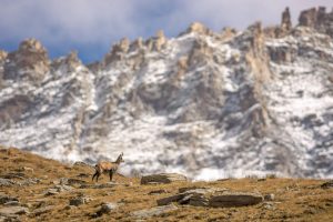 A lone mountain goat stands on a rocky slope with its head turned towards snow-dusted peaks in the background, under a partly cloudy sky. The rugged mountains dominate the scene, creating a dramatic contrast with the grassy foreground—a perfect setting for an adventurous hiking tour.