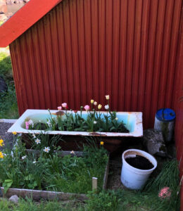 An old bathtub is repurposed as a flower planter filled with blooming tulips in various colors. It sits next to a corrugated red wall with a small garden bed featuring more flowers. Nearby, there’s a white bucket, a blue container, and a partially buried red soccer ball—an idyllic scene awaiting discovery on your hiking tour.