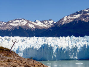 A vast glacier with jagged ice formations extends across the foreground, with towering snow-capped mountains in the background. A solitary bare tree stands on a rocky outcrop to the left, overlooking the glacier under a clear blue sky—a perfect backdrop for a picturesque hiking tour.