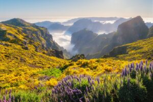 Wildflowers and yellow broom with Madeira's peaks rising from a sea of clouds